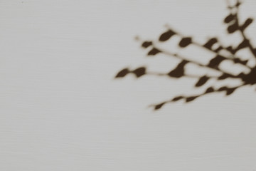 Dry pussy-willow branch silhouette on dusty grey background. Flat lay, top view minimal neutral floral composition.