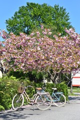 Fototapeta premium bicycle and flowers
