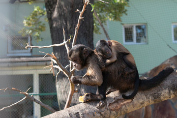 Primate mother cares its child on the back