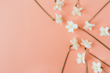 Narcissus flowers pattern on living coral background. Flatlay, top view summer floral composition.