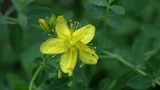 Eine Johanniskrautbl&uuml;te schaukelt im Wind