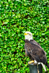 The eagle looks at the spectators from different angles and waits for Komando