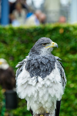 The eagle looks at the spectators from different angles and waits for Komando