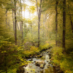 A stream on a misty early morning in Stokes State Forest, Sandyston, New Jersey