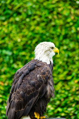 The eagle looks at the spectators from different angles and waits for Komando