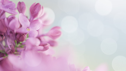 Fototapeta na wymiar Bloom lilac flowers. Flowerscape Spring background 
