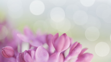 Obraz na płótnie Canvas Bloom lilac flowers. Flowerscape Spring background 