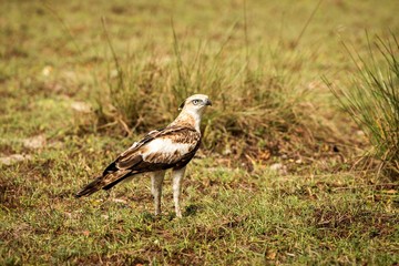 Changeable hawk-eagle or crested hawk-eagle (Nisaetus cirrhatus), bird of prey of the Indian subcontinent, India and Sri Lanka, raptor standing on ground and searching for prey