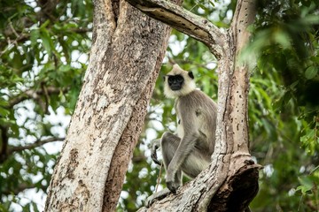 Gray langurs, sacred langurs, Indian langurs or Hanuman langurs are a group of Old World monkeys native to the Indian subcontinent, monkey sitting on tree, Sri Lanka, exotic adventure in Asia