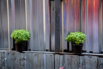 Plants on the street in Istanbul