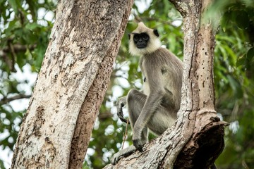 Obraz premium Gray langurs, sacred langurs, Indian langurs or Hanuman langurs are a group of Old World monkeys native to the Indian subcontinent, monkey sitting on tree, Sri Lanka, exotic adventure in Asia