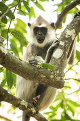 Gray langurs, sacred langurs, Indian langurs or Hanuman langurs are a group of Old World monkeys native to the Indian subcontinent, monkey sitting on tree, Sri Lanka, exotic adventure in Asia