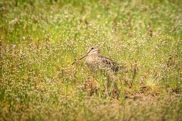 Pin-tailed snipe or pintail snipe, Gallinago stenura, Sri Lanka, Asia. Bird resting on lake shore in grass, exotic bird photography in Asia