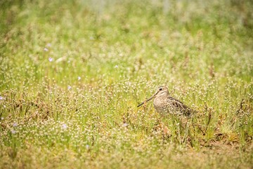 Pin-tailed snipe or pintail snipe, Gallinago stenura, Sri Lanka, Asia. Bird resting on lake shore in grass, exotic bird photography in Asia