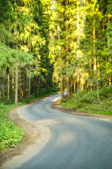 Fototapeta na wymiar Forest road serpentine pine trees