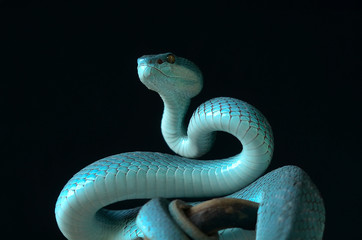 snake on black background