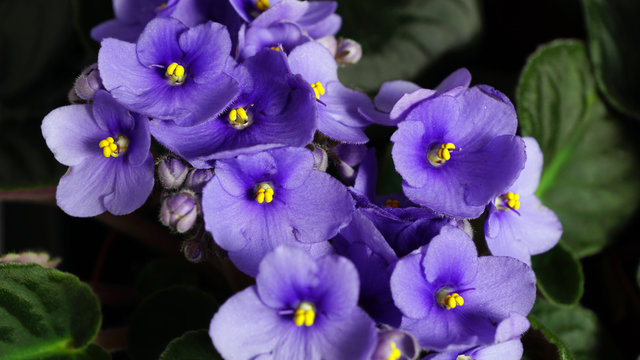 Blumen Violett"-Bilder: Stock-Fotos & -Videos. | Adobe Stock