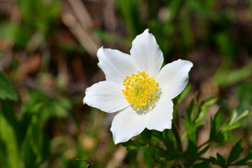 An alpine anemone in the Belianske Tatra in Slovakia.