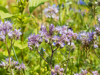 Phacelia tanacetifolia - Crosse florale de phacélie à feuilles de tanaisie