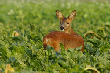 Naklejka na ściany i meble Roe deer in the grass