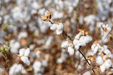 Cotton crop landscape with copy space area.