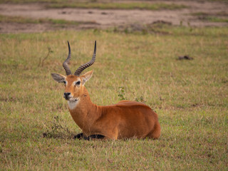 Fototapeta premium Impala in Queen Elizabeth National Park, Uganda, East Africa
