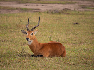 Naklejka na ściany i meble Impala in Queen Elizabeth National Park, Uganda, East Africa