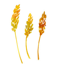 Ripe golden, yellow, brown wheat ears. Rye spikelets isolated on white background. Set of organic food sketches. Hand drawn watercolor illustration for menus, packaging, bakeries, wrapping paper