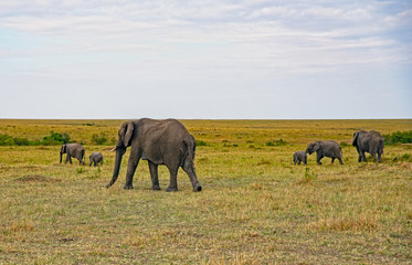 Fototapeta na wymiar Elephants in Masai Mara