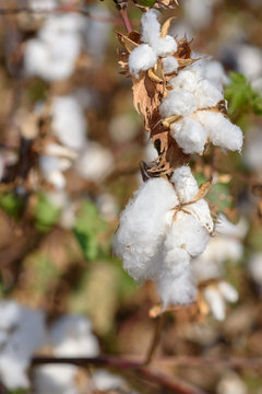 Autumn nature background. Beautiful cotton field.