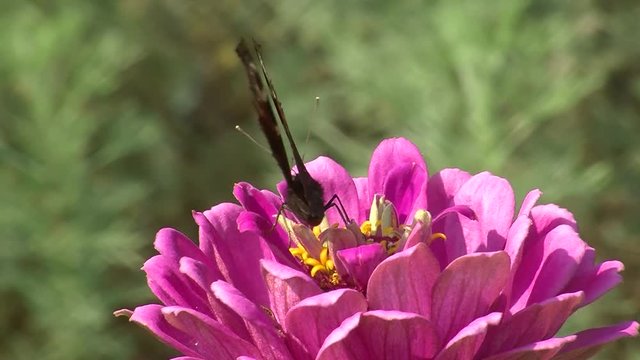 Ein Tagpfauenauge saugt Nektar auf einer pinken Zinnienbl&uuml;te