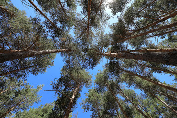 Cups and pine logs seen from below with blue sky