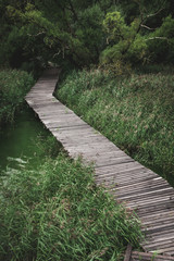 Wooden bridge over a forest stream among the reeds, leading to the dense thickets of shrubs