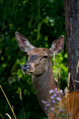 Doe living in the High Tatras. The doe is a large even-toed ungulate of the cervidae family (Cervidae). It is found in the vast territory of Europe. It was later expanded to other parts of the world.