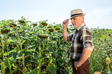 Naklejka na ściany i meble happy farmer in straw hat standing with hand on hip near blooming sunflowers