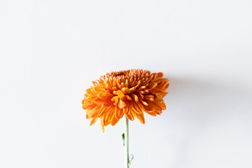Minimal flowers composition. Orange flower on white background. Fall concept. Autumn background. Flat lay, top view, copy space