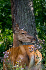 Doe living in the High Tatras. The doe is a large even-toed ungulate of the cervidae family (Cervidae). It is found in the vast territory of Europe. It was later expanded to other parts of the world.