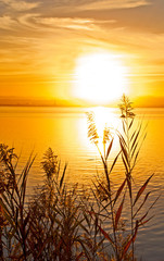 Fototapety  złoty zachód słońca wśród roślinności jeziora