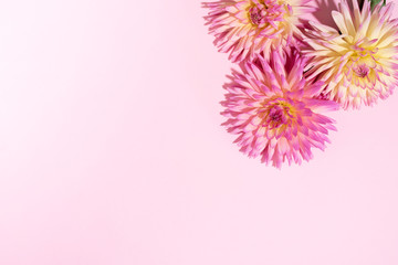 Obraz premium Dahlia ball-barbarry flowers on pink background. Copy space. Top view. Flat lay. Floral design. Pastel summer flower for romantic date or wedding card. Florist concept