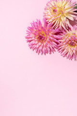 Dahlia ball-barbarry flowers on pink background. Copy space. Top view. Flat lay. Floral design. Pastel summer flower for romantic date or wedding card. Florist concept