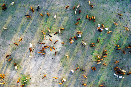 Aerial shot of cattle milling around hay feeder