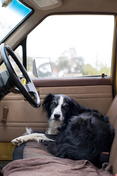 Border collie dog sitting in car