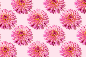 Floral pattern. Top view. Floral texture. Flat lay with pink dahlia flowers on pastel background. Greeting card