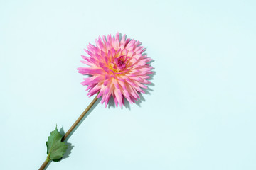 Pink dahlia flower on pastel blue background. Top view. Flat lay. Copy space. Creative minimalism still life. Floral design.