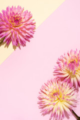 Festive flower bouquet over pastel pink and yellow background, copy space. Top view. Creative greeting card with dahlia flowers