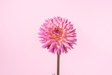 Pink dahlia flower on pastel background. Top view. Flat lay. Copy space. Creative minimalism still life. Floral design.