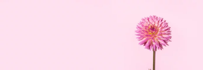 Selbstklebende Fototapeten Rosa Dahlienblume auf Pastellhintergrund. Ansicht von oben. Flach liegen. Platz kopieren. Kreatives Minimalismus-Stillleben. Blumendesign. Banner © jchizhe