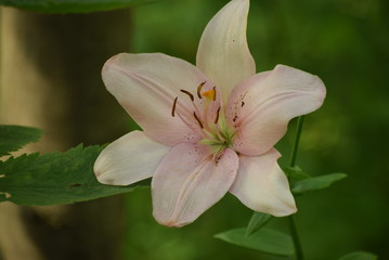 Lily Pink