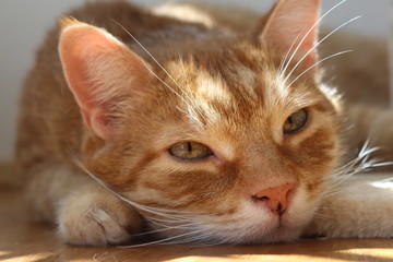 kuschelige Katze 4
