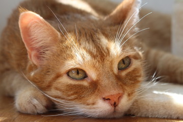 kuschelige Katze 5